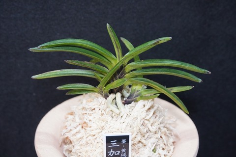 富貴蘭（葉芸）の商品一覧 | 【桜井園芸web shop】 富貴蘭/長生蘭/石斛