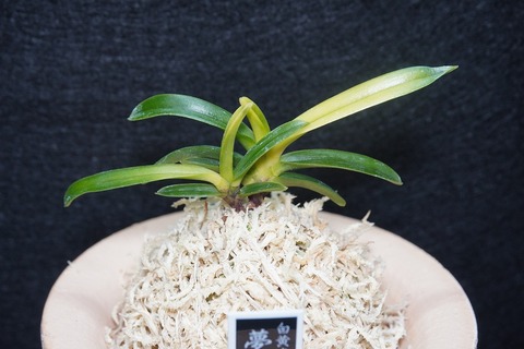 富貴蘭「夢路」