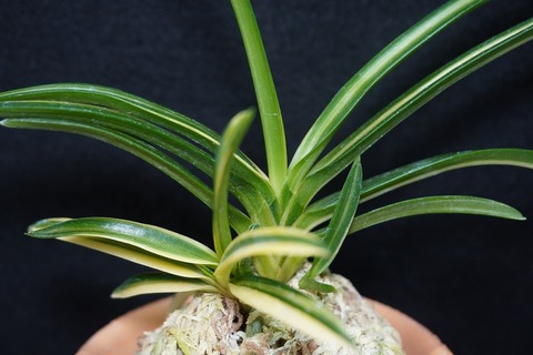 富貴蘭「楊貴姫」