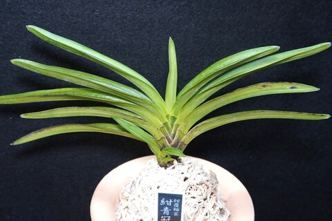 富貴蘭「紺青冠」