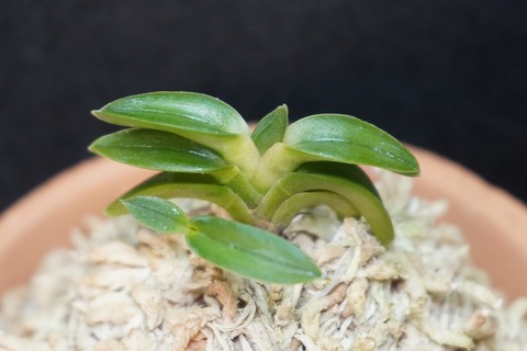 富貴蘭の商品一覧 | 【桜井園芸web shop】 富貴蘭/長生蘭/石斛 通販専門店