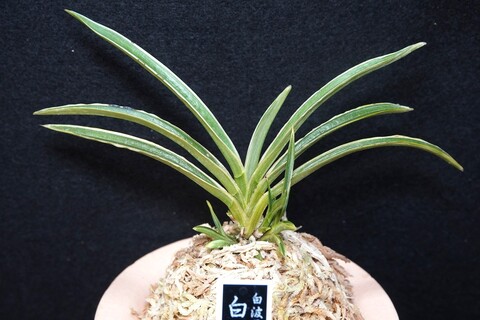 富貴蘭（葉芸）の商品一覧 | 【桜井園芸web shop】 富貴蘭/長生蘭/石斛