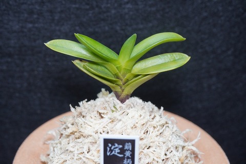 富貴蘭「淀君」