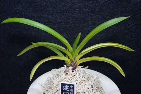 桜井園芸web shop】 富貴蘭/長生蘭 通販専門店
