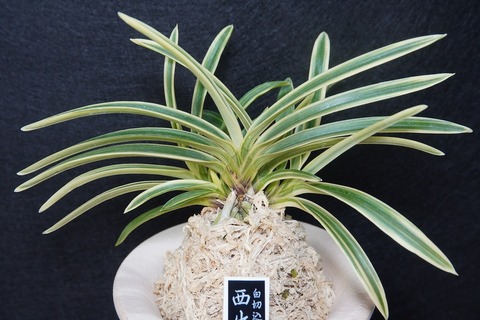桜井園芸web shop】 富貴蘭/長生蘭 通販専門店