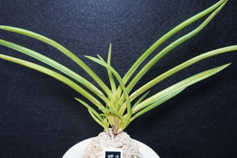 富貴蘭（葉芸）の商品一覧 | 【桜井園芸web shop】 富貴蘭/長生蘭 通販