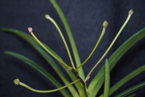 桜井園芸web shop】 富貴蘭/長生蘭 通販専門店