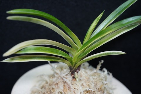 商品一覧 | 【桜井園芸web shop】 富貴蘭/長生蘭/石斛 通販専門店