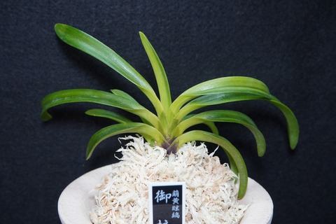 新着商品！の商品一覧 | 【桜井園芸web shop】 富貴蘭/長生蘭/石斛