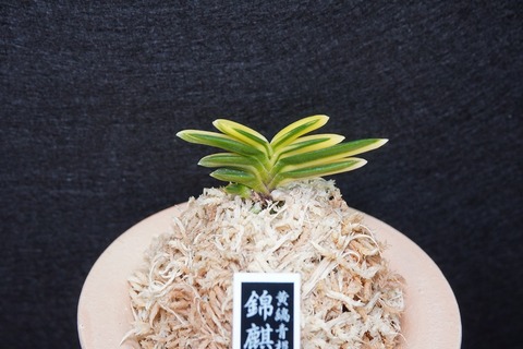 桜井園芸web shop】 富貴蘭/長生蘭 通販専門店