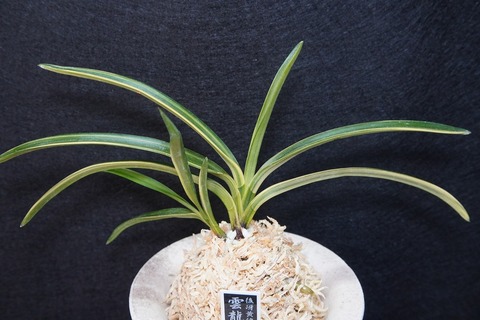 桜井園芸web shop】 富貴蘭/長生蘭 通販専門店