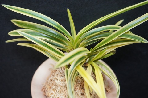 富貴蘭　必見！!白露 白露 : □ サムライ オーキッド □ 富貴蘭 セレクトショップ MAIL