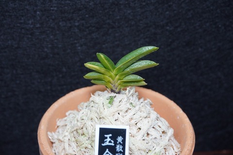 桜井園芸web shop】 富貴蘭/長生蘭/石斛 通販専門店