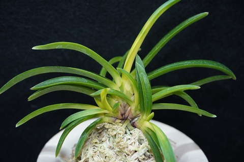 富貴蘭「金玉牡丹」