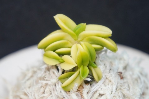 富貴蘭の商品一覧 | 【桜井園芸web shop】 富貴蘭/長生蘭/石斛 通販専門店