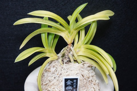 商品一覧 | 【桜井園芸web shop】 富貴蘭/長生蘭 通販専門店