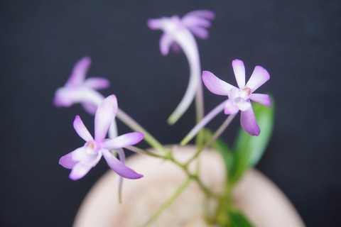 富貴蘭「紅紫丹」