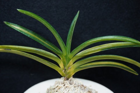 富貴蘭「建国殿」