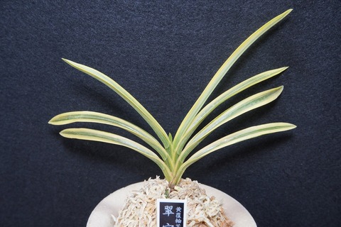 桜井園芸web shop】 富貴蘭/長生蘭/石斛 通販専門店