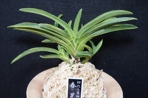 桜井園芸web shop】 富貴蘭/長生蘭/石斛 通販専門店