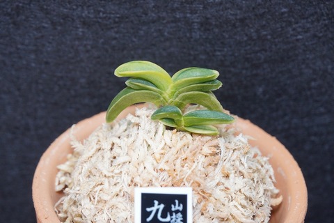 富貴蘭「九尾」