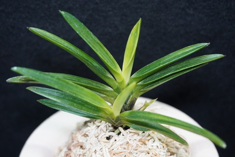 富貴蘭「金牡丹」