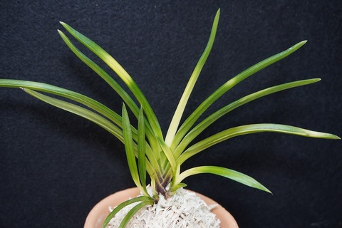 富貴蘭「旭昇」