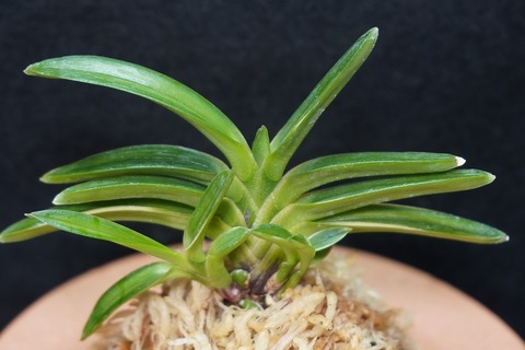 桜井園芸web shop】 富貴蘭/長生蘭/石斛 通販専門店