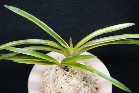 桜井園芸web shop】 富貴蘭/長生蘭/石斛 通販専門店