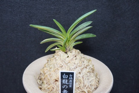 富貴蘭（葉芸）の商品一覧 | 【桜井園芸web shop】 富貴蘭/長生蘭/石斛