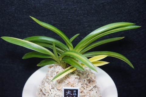 富貴蘭（葉芸）の商品一覧 | 【桜井園芸web shop】 富貴蘭/長生蘭 通販