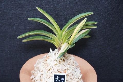 桜井園芸web shop】 富貴蘭/長生蘭/石斛 通販専門店