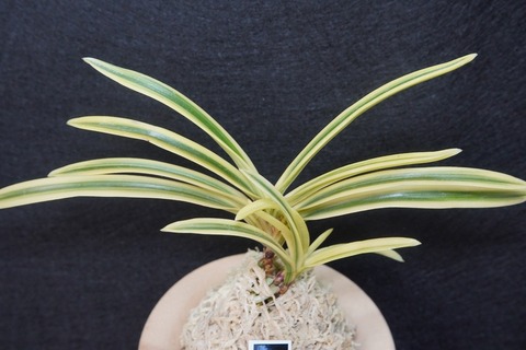 桜井園芸web shop】 富貴蘭/長生蘭 通販専門店