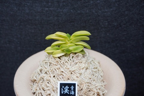 桜井園芸web shop】 富貴蘭/長生蘭 通販専門店