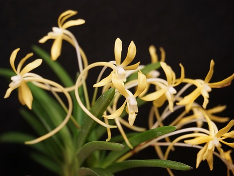 富貴蘭「黄花」
