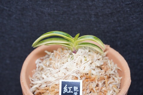 富貴蘭「紅艶錦」