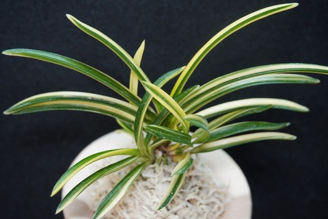 富貴蘭の商品一覧 | 【桜井園芸web shop】 富貴蘭/長生蘭/石斛 通販専門店