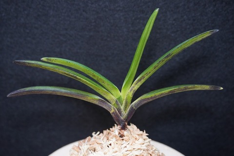 桜井園芸web shop】 富貴蘭/長生蘭/石斛 通販専門店