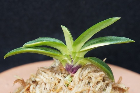 でろすの富貴蘭です。 とみまつ】富貴蘭 「富貴殿」！