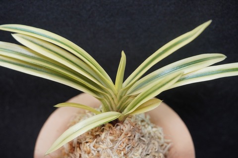 富貴蘭　白馬童子(慶賀柄の天咲き距無し花) img_cache_a_34998_5_1658020920