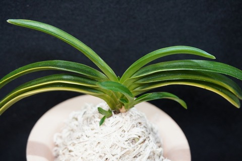 桜井園芸web shop】 富貴蘭/長生蘭/石斛 通販専門店