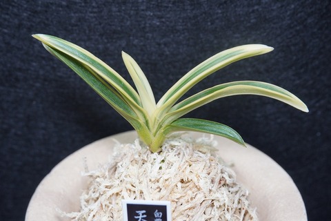 富貴蘭「天明」