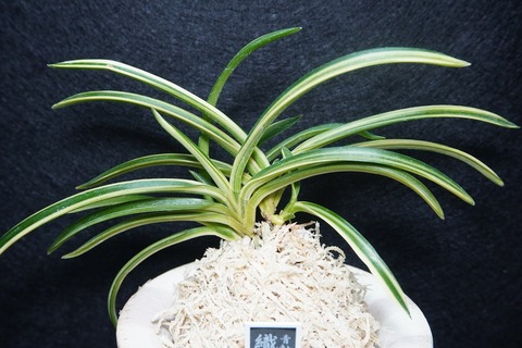 富貴蘭「織姫」