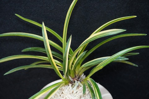 富貴蘭の商品一覧 | 【桜井園芸web shop】 富貴蘭/長生蘭/石斛 通販専門店