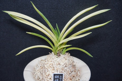 桜井園芸web shop】 富貴蘭/長生蘭/石斛 通販専門店