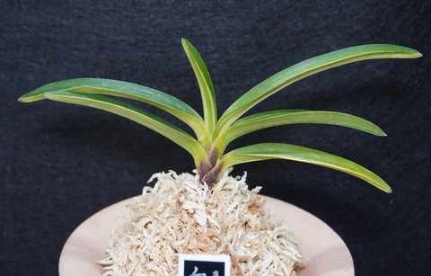 桜井園芸web shop】 富貴蘭/長生蘭/石斛 通販専門店