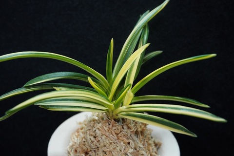 富貴蘭「羅因の光」