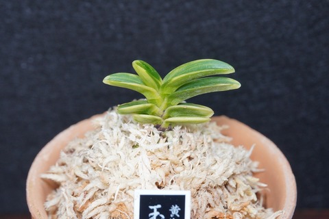 富貴蘭「玉金錦」