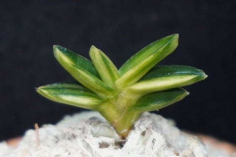 富貴蘭の商品一覧 | 【桜井園芸web shop】 富貴蘭/長生蘭/石斛 通販専門店