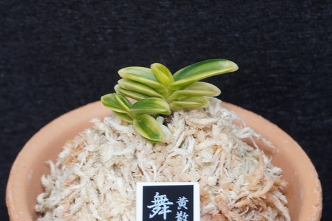 富貴蘭「舞鶴錦」